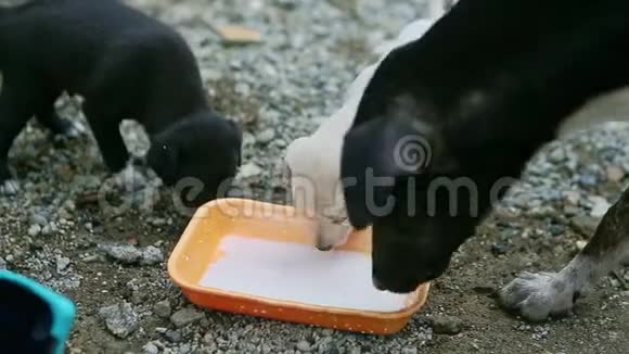 特写黑色成年狗和两只小小狗喝牛奶视频的预览图