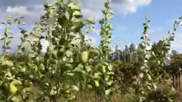 梨花开了在绿叶的枝上迎风招展视频的预览图