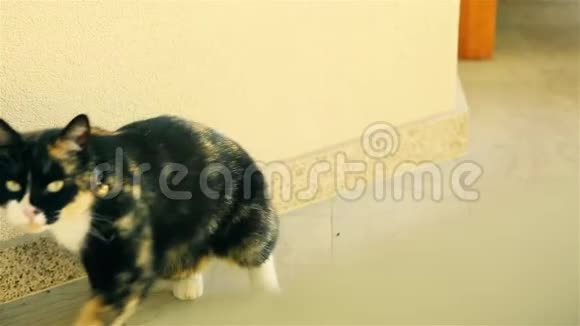 多色猫下楼梯高清1920x1080视频的预览图
