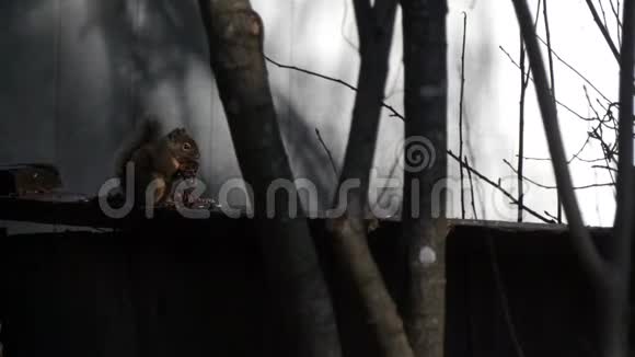 松鼠在树旁的篱笆上视频的预览图