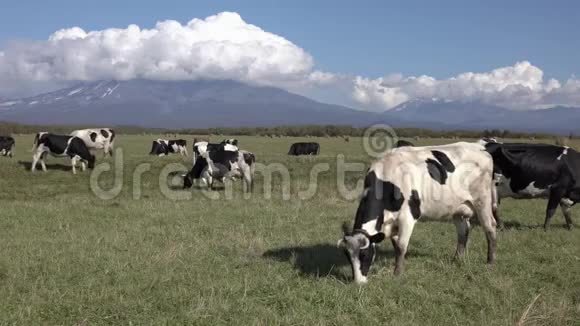 一群黑白牛在农场里放牧在火山和蓝天的背景下吃青草阳光明媚视频的预览图