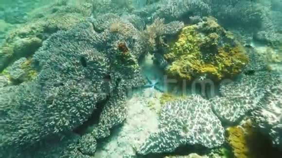五颜六色的鱼海岸和珊瑚礁在蓝色海洋水下视图海底珊瑚中的热带鱼类和海洋动物视频的预览图