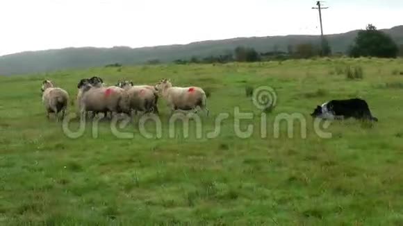 边境牧羊犬视频的预览图