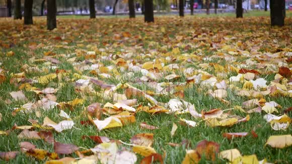 秋天的树叶落在城市公园的草地上视频的预览图