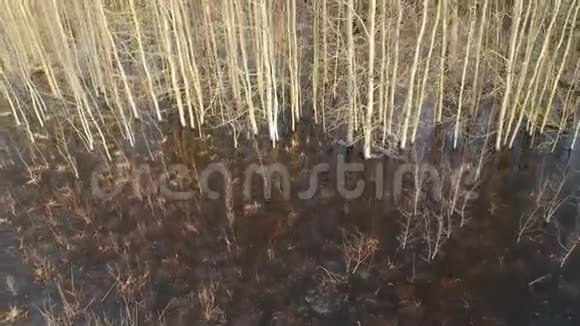 早春白杨林和冰冻洪水空中视频的预览图