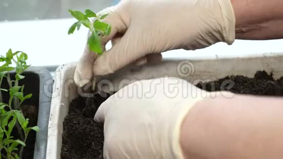 农民在温室里进行移植绿芽在温室里种在地上女人双手戴手套视频的预览图