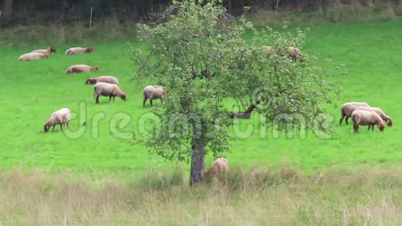 在沙尔肯梅勒马尔湖草地上放牧的羊群视频的预览图
