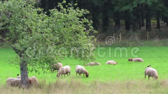 在沙尔肯梅勒马尔湖草地上放牧的羊群视频的预览图