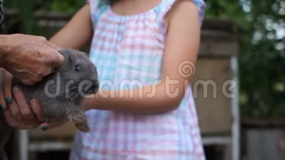 一个十几岁的女孩手里的灰兔突然出来非常害怕养兔场饲养宠物暑假视频的预览图