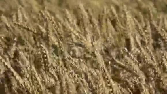 成熟的金色麦田里的风风中的耳视频的预览图