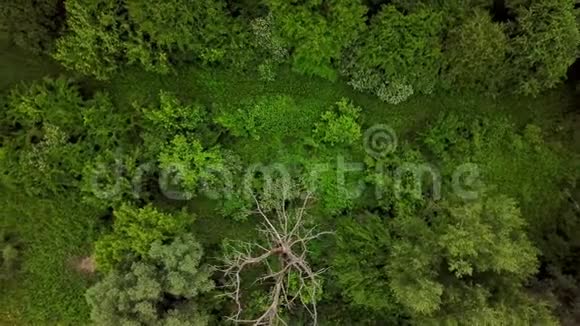 无人机视角4K空中俯视林地神秘景观视频的预览图