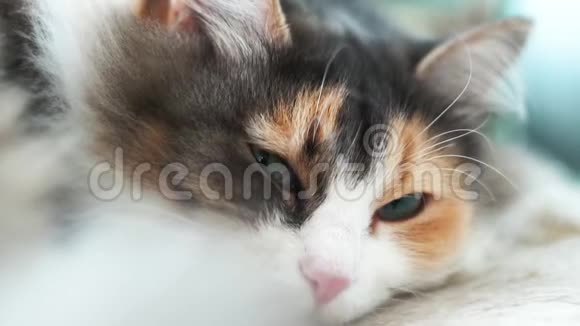 睡猫黑白红点特写睡觉闭眼懒惰有趣的宠物视频的预览图