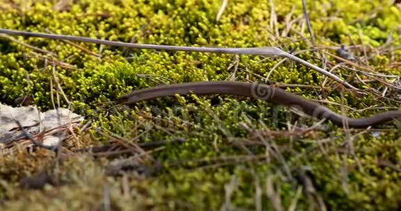 安圭拉脆弱是一个无腿蜥蜴爬行动物原产于欧亚大陆聋子慢虫盲虫长刺这些视频的预览图