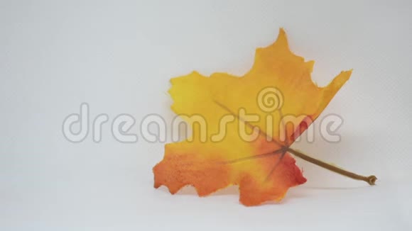 明亮的橙色节日枫叶装饰白色背景适合秋季感恩节和万圣节视频的预览图