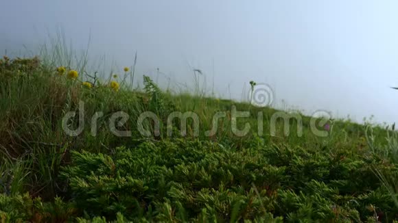 低生长的花和草在风中摇摆在山上的草地上视频的预览图