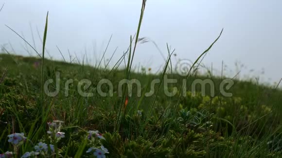 低生长的花和草在风中摇摆在山上的草地上视频的预览图