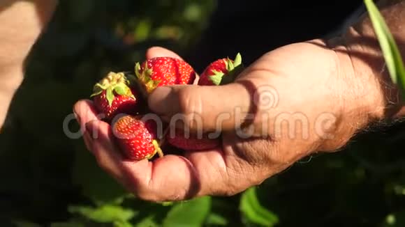 一个人手从灌木丛中取出一个红色的草莓放在他的手掌里农民收获成熟的浆果园丁手视频的预览图