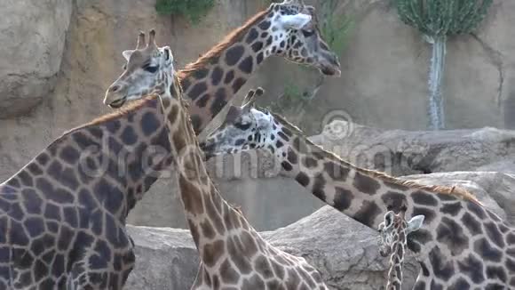 一只野生动物长颈鹿视频的预览图
