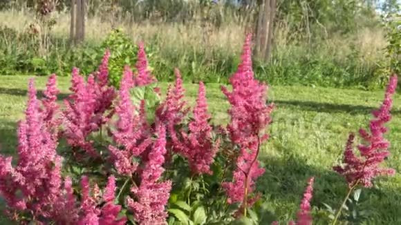 粉红色的狐草花在风中盛开在风中摇曳视频的预览图