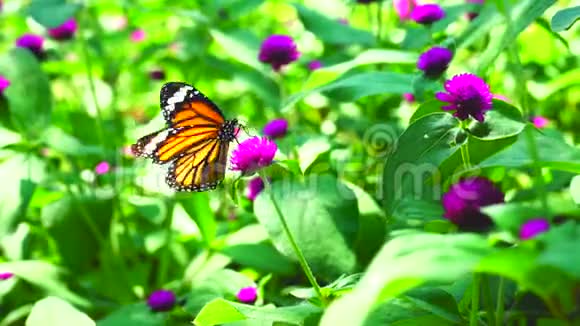 蝴蝶在花园里的新鲜紫色苋菜花上视频的预览图