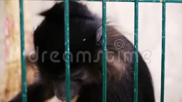 笼子里的猴子视频的预览图