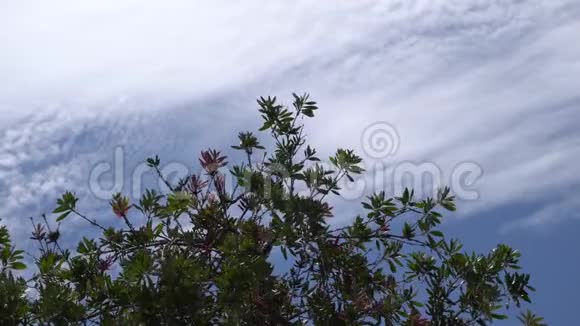 美丽的红花映衬着热带丛林明亮的绿叶蓝天白云一个温暖的晴天视频的预览图