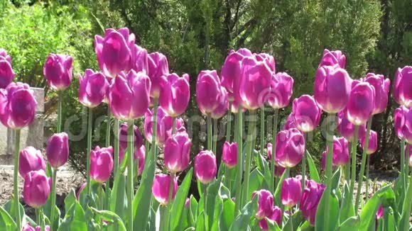 紫色和白色郁金香视频的预览图