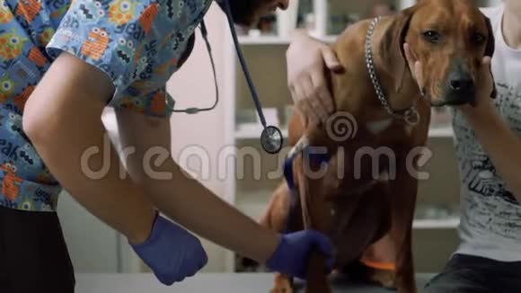 兽医准备用狗的爪子捅一刀视频的预览图