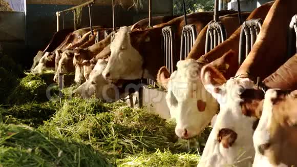 农业农田奶牛视频的预览图