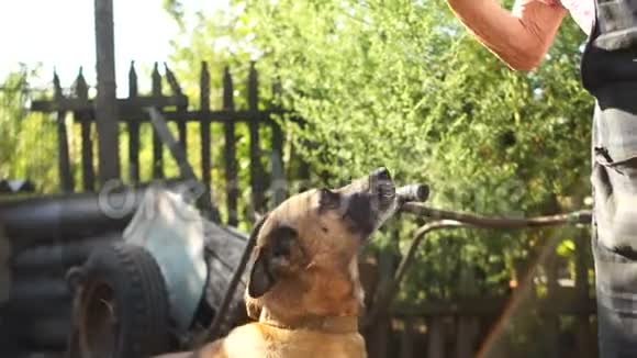 连锁狗很高兴跳到他年迈的女房东的手上东欧贫穷的乡村庭院视频的预览图
