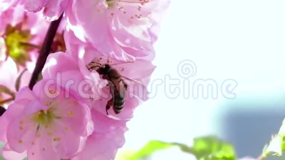 蜜蜂采集花蜜快关门慢动作视频的预览图