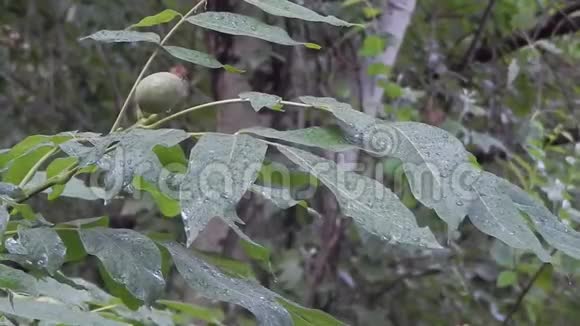 雨中的树坚果视频的预览图