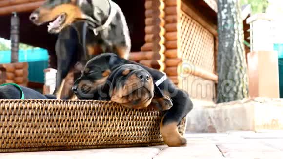 7只小狗在篮子里视频的预览图