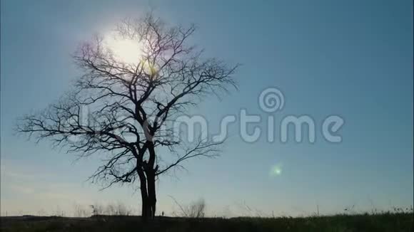日落时孤独的站着的树干燥的树在阳光下随风摇曳视频的预览图