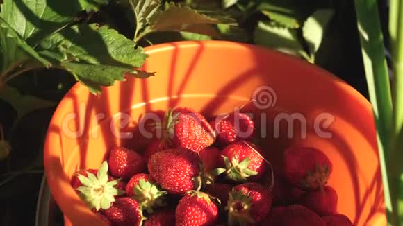 手从灌木丛中挑选一个红色的草莓然后把它放进桶里农民收获成熟的浆果园丁的手视频的预览图