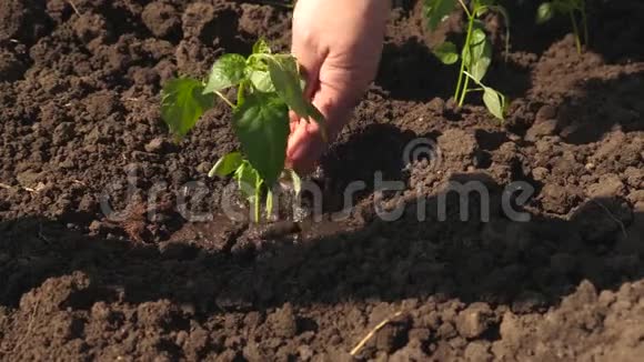 农夫手正在浇一颗嫩绿的芽园丁从树苗里长出甜椒喝水视频的预览图