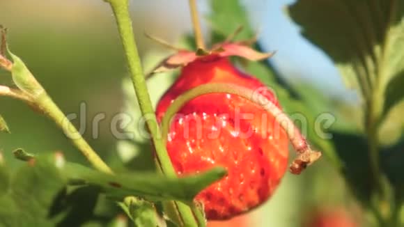 一个人手从灌木丛中撕下一颗红色的草莓农民收获成熟的浆果园丁手摘草莓视频的预览图