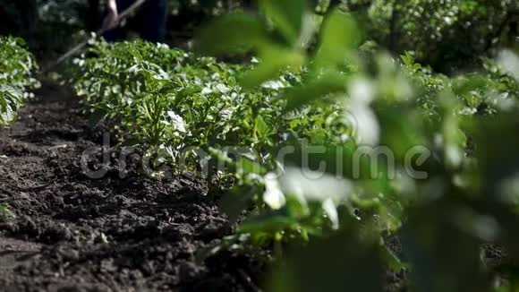 一个穿着橡胶靴的农民用工具在马铃薯地除草体力劳动有机食品营养概念视频的预览图