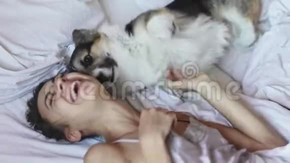 年轻快乐的微笑女人躺在床上与她的宠物有趣可爱的好玩的三色威尔士科尔吉狗早上视频的预览图