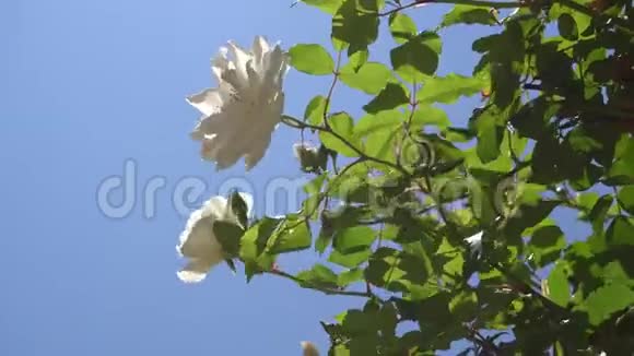 美丽的白色玫瑰花绿叶映衬着蓝天热带岛屿上温暖的晴天特写视频的预览图