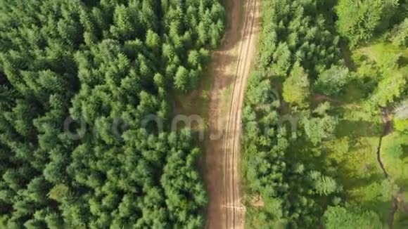 路中绿色森林航拍阳光明媚的夏季森林景观视频的预览图