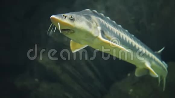 大鱼在水族馆里游泳视频的预览图