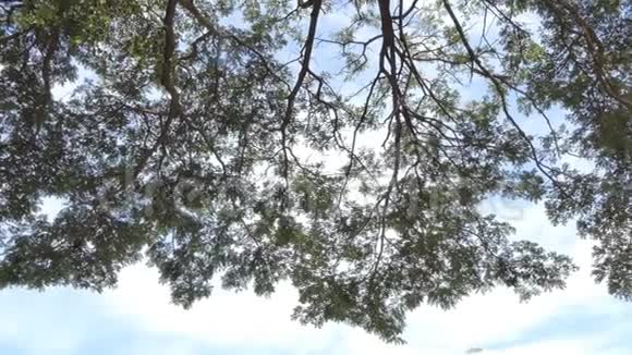 林中大树的树梢虫的视野视频的预览图
