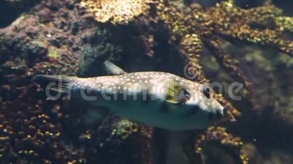 从印度洋到太平洋的热带水族馆宠物游过的白色斑点河豚视频的预览图