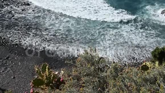 在特内里费黑沙滩和巨浪的背景下的灌木和仙人掌视频的预览图