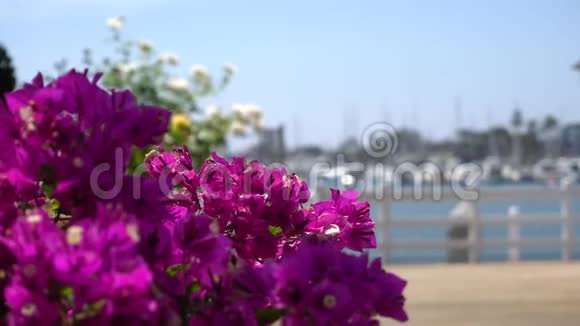 美丽的粉红色花在海湾背景与帆船游艇热带岛屿温暖的晴天特写镜头视频的预览图