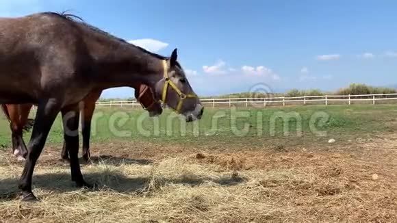 两匹马在阳光明媚的夏日草地上吃草视频的预览图