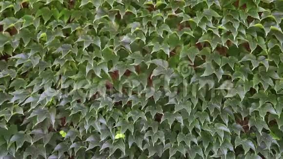 风日野葡萄的绿色叶子自然背景视频的预览图