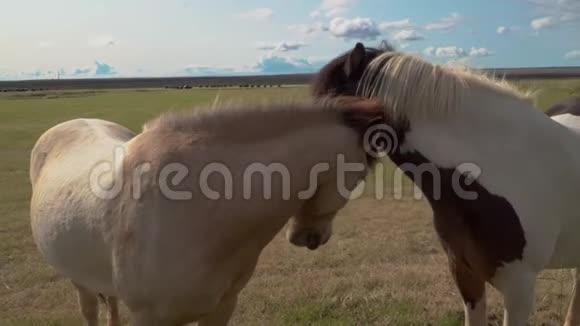 冰岛马用雌性的手喂草视频的预览图