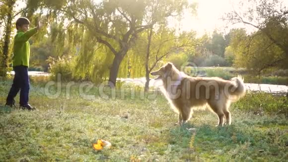 小男孩在秋天的森林里和牧羊犬玩耍视频的预览图